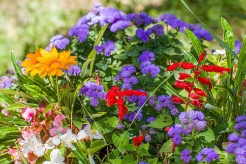 12 Flowering Plants That Laugh at Full Sun