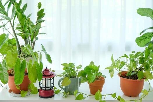 Air-Purifying Indoor Plants: What the Science Actually Says