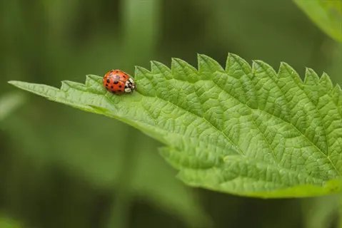 Protecting Your Garden from Birds, Deer, Cats & Critters